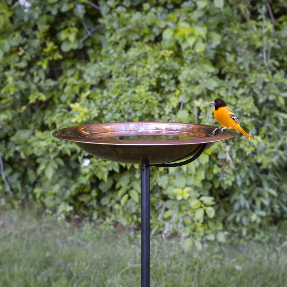 Cleaning your birdbath